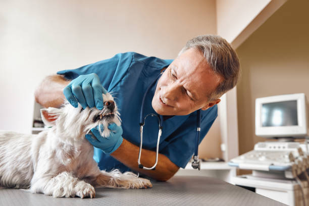 Best Emergency Tooth Extraction  in Walnut Creek, OH